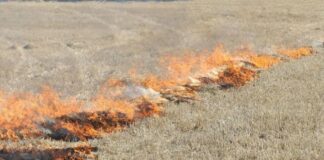 Castilla y León autoriza la quema excepcional de rastrojos para frenar la plaga de topillos