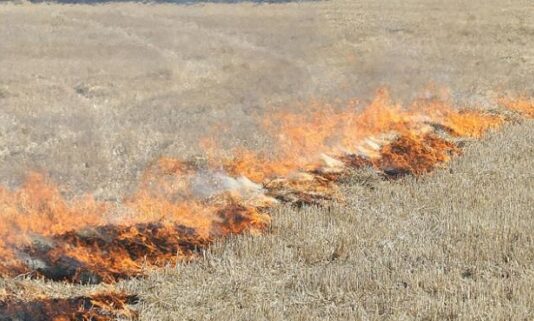 Castilla y León autoriza la quema excepcional de rastrojos para frenar la plaga de topillos