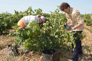 ASAJA Valladolid insiste en que los precios de la uva deben ir al alza