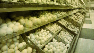 Mercadillo: Compra · Venta · Trabajo