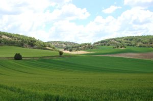 Balance pagos PAC 2012: 1.141 millones € al sector agrario