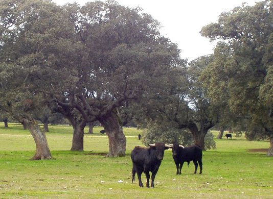 ASAJA valora el reconocimiento europeo de la dehesa como pasto permanente ASAJA valora el reconocimiento europeo de la dehesa como pasto permanente