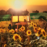 Campo provincia Palencia