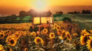 Campo provincia Palencia