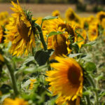 La opinión de ASAJA