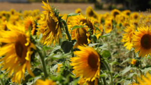 La opinión de ASAJA