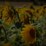 La opinión de ASAJA