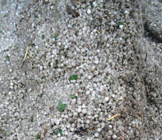 Las tormentas de granizo provocan pérdidas importantes en cereal y regadío Las tormentas de granizo provocan pérdidas importantes en cereal y regadío
