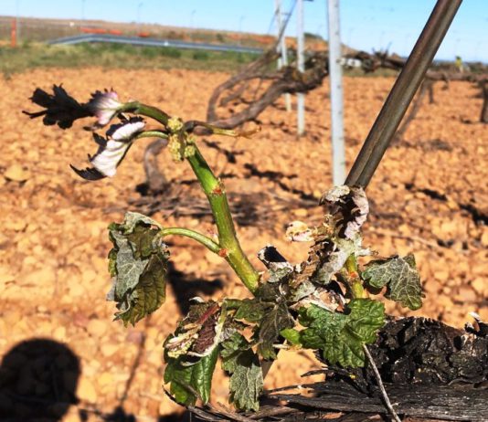 Las heladas dan la puntilla a un campo que afrontará mayo sediento y con muy malas perspectivas de cosecha Las heladas dan la puntilla a un campo que afrontará mayo sediento y con muy malas perspectivas de cosecha