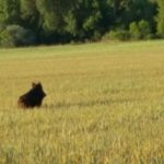 El Gobierno recomienda a las CC.AA. mantener el control de jabalíes para prevenir daños en explotaciones y evitar la propagación de enfermedades Mayor flexibilidad en la caza del conejo