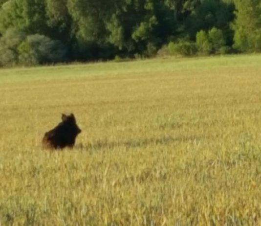 El Plan de gestión del jabalí, un paso importante para frenar el descontrol poblacional de una especie que impacta directamente sobre el sector agrario Mayor flexibilidad en la caza del conejo