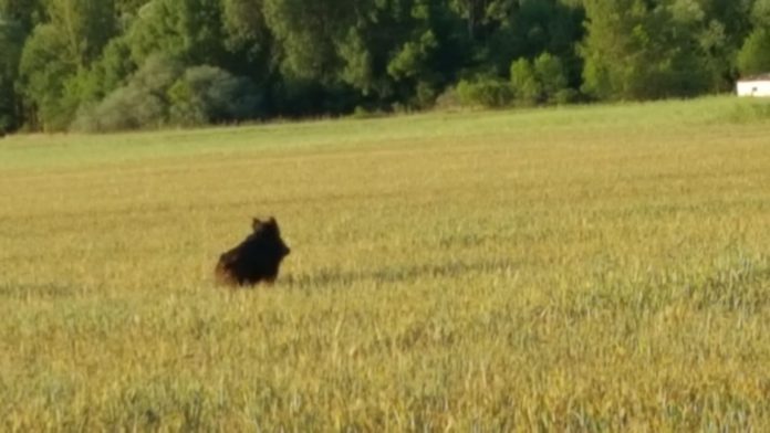 Mayor flexibilidad en la caza del conejo Mayor flexibilidad en la caza del conejo