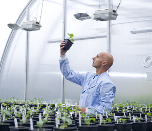 ASAJA se congratula del paso dado por la comunidad científica internacional en apoyo de los cultivos transgénicos ASAJA se congratula del paso dado por la comunidad científica internacional en apoyo de los cultivos transgénicos