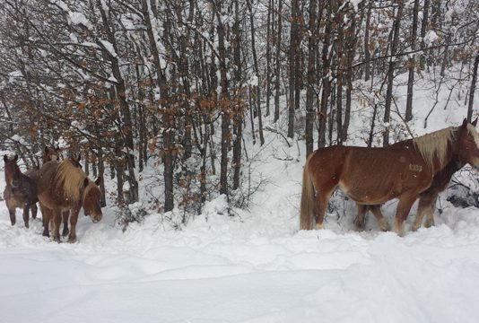 ASAJA critica la falta de sensibilidad política hacia los territorios de montaña ASAJA critica la falta de sensibilidad política hacia los territorios de montaña