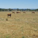 Ampliación de plazo: Ayudas para que los ganaderos de extensivo de Castilla y León realicen inversiones en infraestructuras dentro de sus explotaciones ASAJA advierte sobre las pérdidas en ganadería de vacuno de extensivo por la escasez de pastos