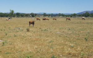 ASAJA advierte sobre las pérdidas en ganadería de vacuno de extensivo por la escasez de pastos