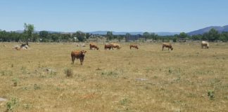 Ampliación de plazo: Ayudas para que los ganaderos de extensivo de Castilla y León realicen inversiones en infraestructuras dentro de sus explotaciones ASAJA advierte sobre las pérdidas en ganadería de vacuno de extensivo por la escasez de pastos
