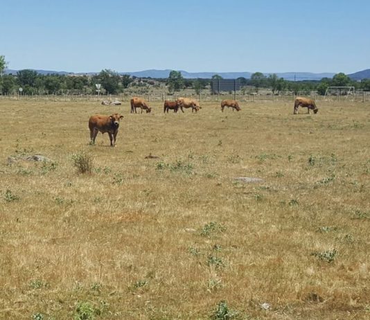 Autorización de emergencia para uso de la primera vacuna frente a la EHE en España ASAJA advierte sobre las pérdidas en ganadería de vacuno de extensivo por la escasez de pastos
