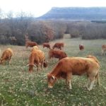 Baja el consumo de carne ASAJA lamenta la corrección financiera por el CAP y pide que no perjudique a los ganaderos