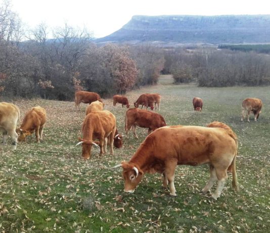 ASAJA lamenta la corrección financiera por el CAP y pide que no perjudique a los ganaderos ASAJA lamenta la corrección financiera por el CAP y pide que no perjudique a los ganaderos