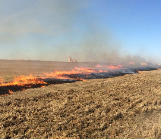 ASAJA insiste en que se autoricen quemas controladas de rastrojos por razones fitosanitarias ASAJA califica de descafeinada la campaña de quema de rastrojo