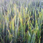 Aviso para los agricultores sobre plagas y enfermedades en cereal de invierno La falta de agua y las enfermedades hacen temer a los agricultores de Castilla y León por la cosecha de cereal