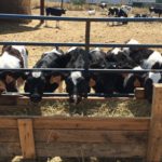 Ofertas que hunden al ganadero ASAJA considera insuficiente el paquete de medidas UE para el lácteo y pide a Ministerio y Junta que lo complementen con presupuesto propio