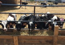 Nueva ayuda de la Junta CyL para compensar las dificultades de recogida de leche en zonas de montaña ASAJA considera insuficiente el paquete de medidas UE para el lácteo y pide a Ministerio y Junta que lo complementen con presupuesto propio