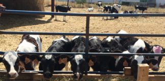 Nueva ayuda de la Junta CyL para compensar las dificultades de recogida de leche en zonas de montaña ASAJA considera insuficiente el paquete de medidas UE para el lácteo y pide a Ministerio y Junta que lo complementen con presupuesto propio