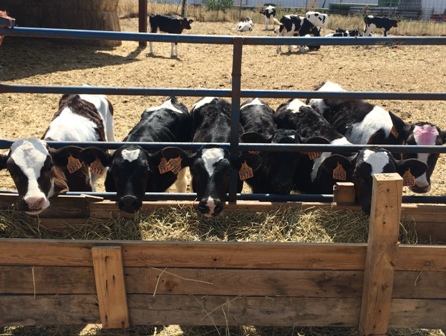 ASAJA considera insuficiente el paquete de medidas UE para el lácteo y pide a Ministerio y Junta que lo complementen con presupuesto propio ASAJA considera insuficiente el paquete de medidas UE para el lácteo y pide a Ministerio y Junta que lo complementen con presupuesto propio