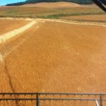 Cerrar lonjas para matar al mensajero Estimaciones cosecha de cereal 2016 en Castilla y León: la producción sube un 34%