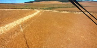 Tras la celebración ayer del consejo de gobierno de la junta, las organizaciones agrarias de Castilla y León mantienen el acto reivindicativo programado frente a la sede de presidencia de la Junta para el día 27 de agosto Estimaciones cosecha de cereal 2016 en Castilla y León: la producción sube un 34%