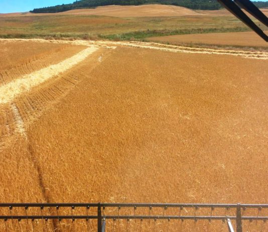 Alto aseguramiento en la campaña 2020, con unos rendimientos que confirman la necesidad de que Agroseguro rectifique sus coberturas Estimaciones cosecha de cereal 2016 en Castilla y León: la producción sube un 34%