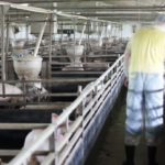 ¿Qué entendemos por “macrogranjas”? ASAJA denuncia la ineficaz política de la consejería de Agricultura en el apoyo al seguro agrario y ganadero