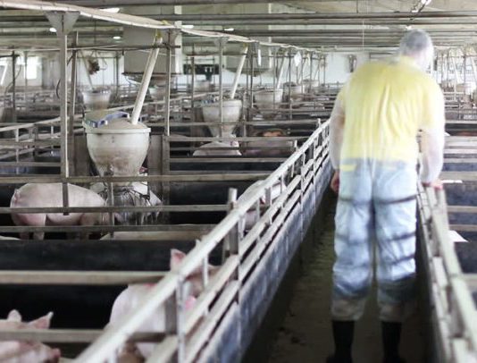 ASAJA denuncia la ineficaz política de la consejería de Agricultura en el apoyo al seguro agrario y ganadero ASAJA denuncia la ineficaz política de la consejería de Agricultura en el apoyo al seguro agrario y ganadero