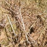 Alerta por el avance del topillo, especialmente en Tierra de Campos ASAJA alerta sobre la proliferación de topillos en varias provincias de Castilla y León