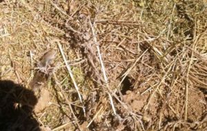 ASAJA alerta sobre la proliferación de topillos en varias provincias de Castilla y León