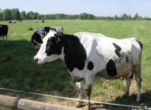 ASAJA advierte que sin cofinanciación de Ministerio y Junta la ayuda al sector lácteo no cumplirá sus objetivos