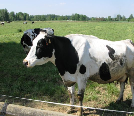 Por fin será obligatorio identificar el origen del país de ordeño de la leche y derivados ASAJA advierte que sin cofinanciación de Ministerio y Junta la ayuda al sector lácteo no cumplirá sus objetivos