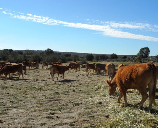 Injustificado ataque del presidente Sánchez a los ganaderos españoles ASAJA critica que la ayuda de la Junta al seguro se retrase hasta dos años después de haber sido suscrito y abonado por el agricultor