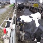 Más leche, menos ganaderos Los ganaderos del resto de Europa tienen un margen de tres céntimos de por litro de leche para competir con los españoles