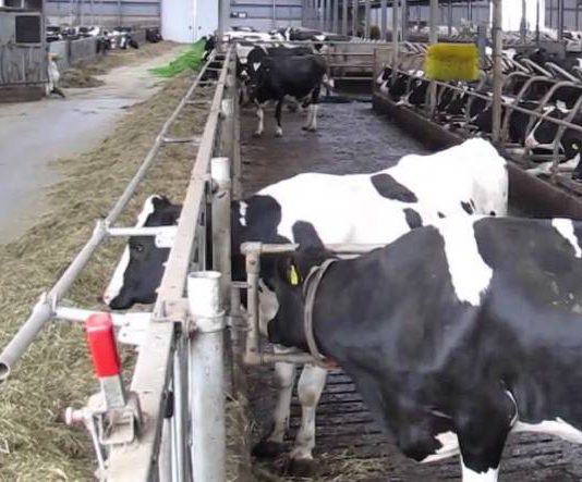 Los ganaderos del resto de Europa tienen un margen de tres céntimos de por litro de leche para competir con los españoles Los ganaderos del resto de Europa tienen un margen de tres céntimos de por litro de leche para competir con los españoles