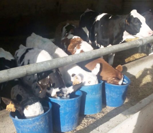 La leche está dos céntimos de euro más cara en origen en los países que exportan a España La leche está dos céntimos de euro más cara en origen en los países que exportan a España