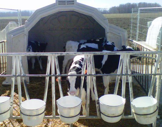 El 41% de las explotaciones de vacuno de leche de Castilla y León no ha incrementado su tamaño en al menos los dos últimos años El 41% de las explotaciones de vacuno de leche de Castilla y León no ha incrementado su tamaño en al menos los dos últimos años