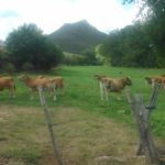 Poco a poco se recuperará la campaña de saneamiento, empezando por ganaderías de montaña ASAJA pide a Medio Ambiente un mayor apoyo a programas en montes que favorezcan el pastoreo y prevengan incendios