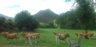 ASAJA apoya a la Junta frente a los irresponsables que han recurrido el levantamiento del acotamiento de pastos en montes quemados ASAJA pide a Medio Ambiente un mayor apoyo a programas en montes que favorezcan el pastoreo y prevengan incendios