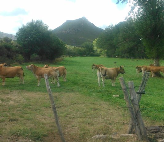 ASAJA pide a Medio Ambiente un mayor apoyo a programas en montes que favorezcan el pastoreo y prevengan incendios ASAJA pide a Medio Ambiente un mayor apoyo a programas en montes que favorezcan el pastoreo y prevengan incendios