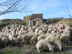 Premio: Luis V. Estébanez García