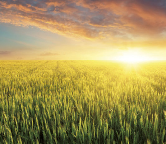 Los seguros agrarios de la nueva campaña vienen con subidas desmedidas en las pólizas y no mejoran las coberturas