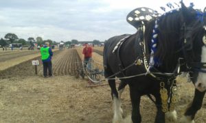 64 Campeonato Mundial de Arada 2016, York (Inglaterra)